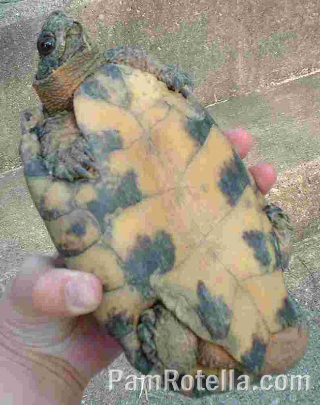 Turtle's beautiful underside