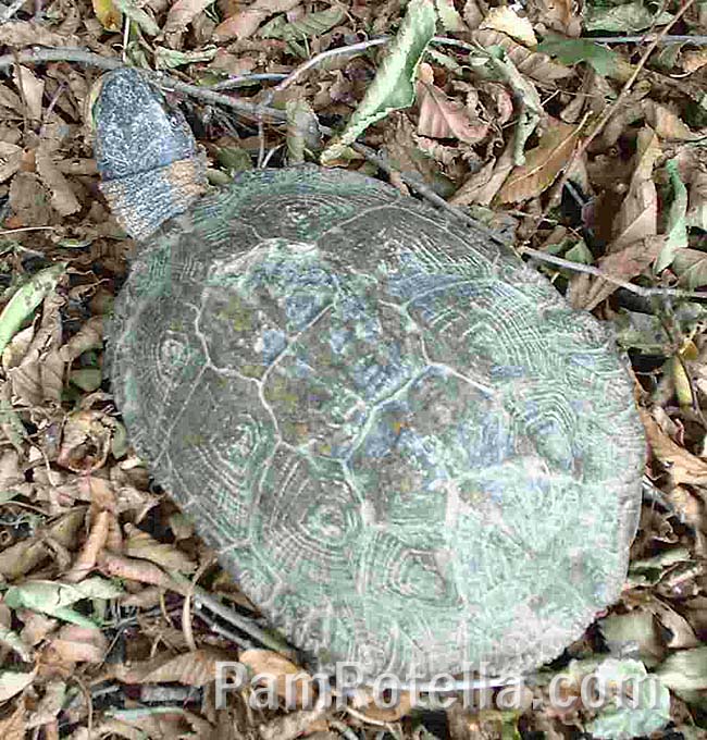 Turtle was left in leaf litter a few feet from the road