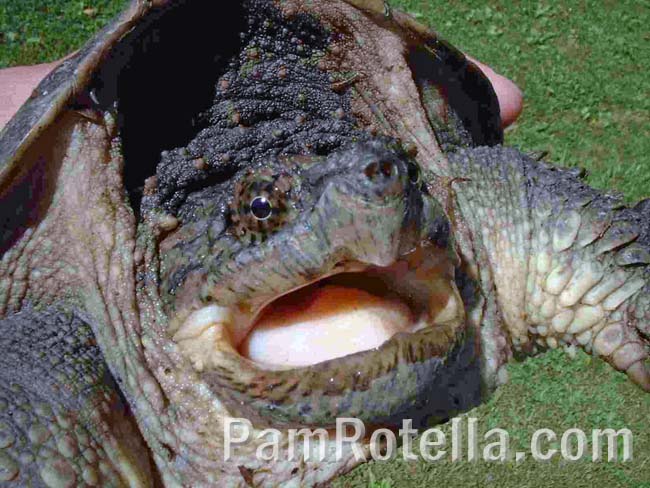 Turtle's open mouth, revealing a pretty pink tongue