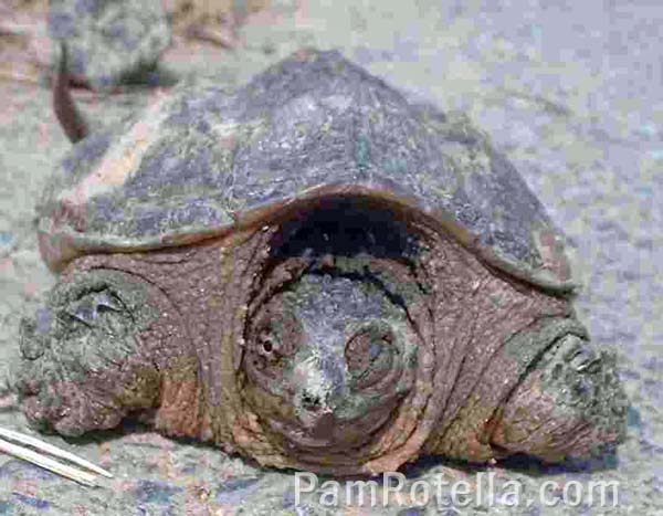 Tortoise opens one eye to peek at me and my camera