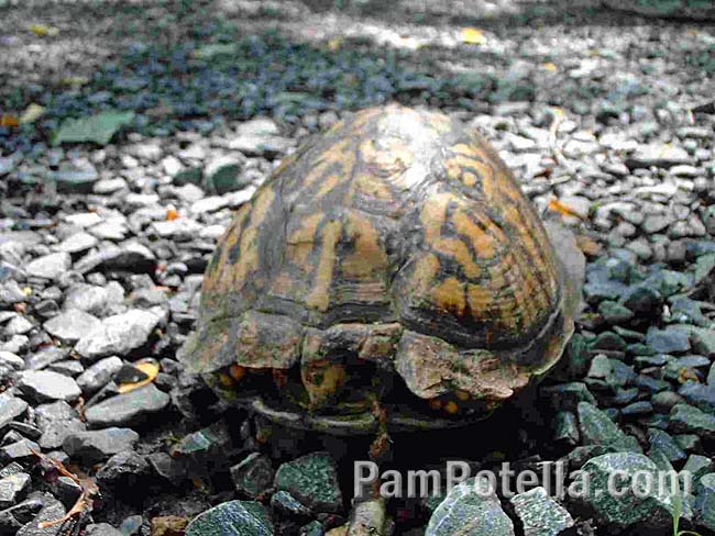 Box turtle retreating into its shell, from the front