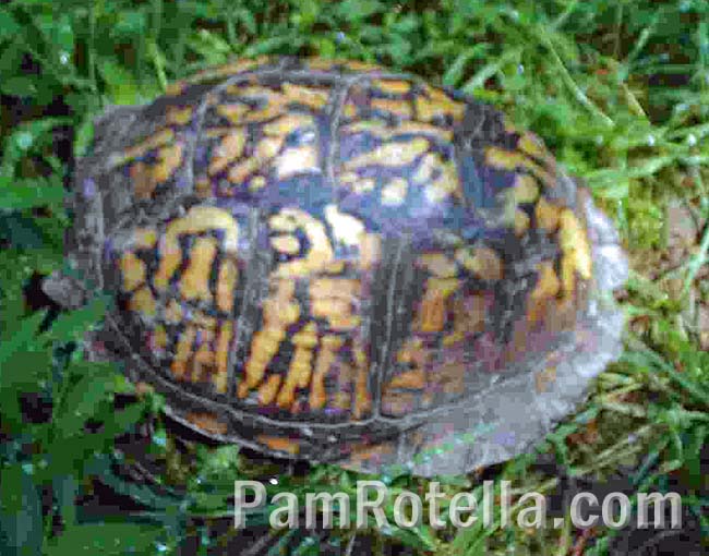 Box turtle's new home, in a clearing