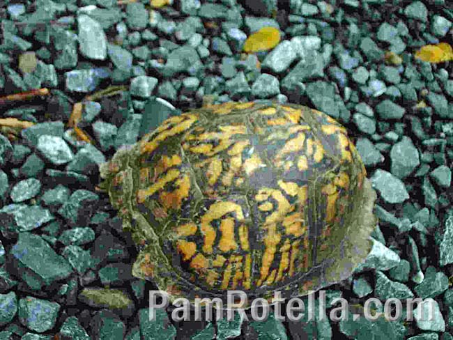 Closed box turtle shell from the top