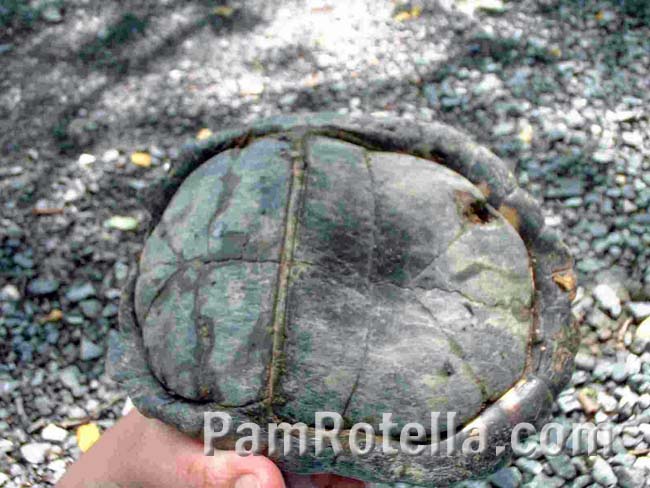 Closed box turtle shell from the bottom