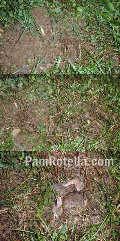 Covered nest 6-1-04 (top), covered (middle) and uncovered (bottom) 6-2-04