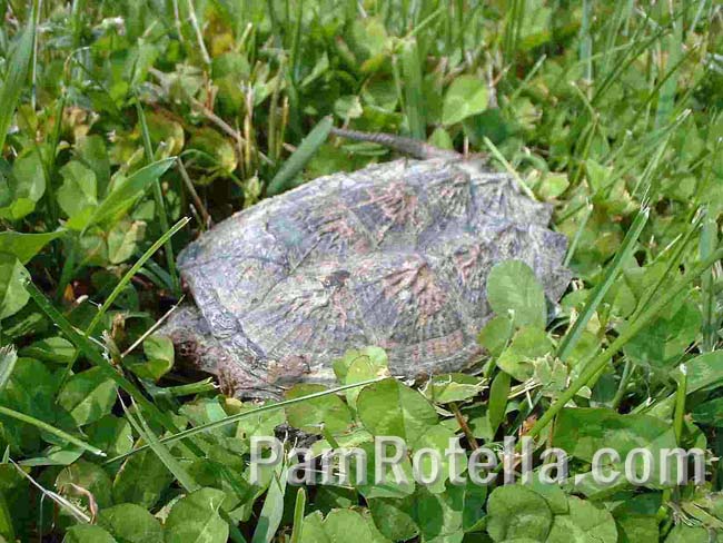 The tortoise in low grass