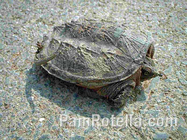 Tortoise sunning itself on the road