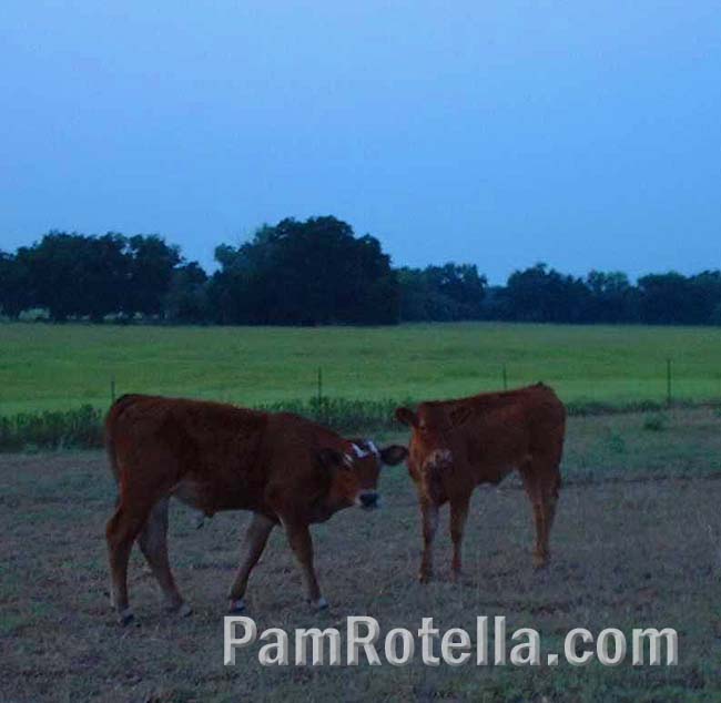 Texas cattle