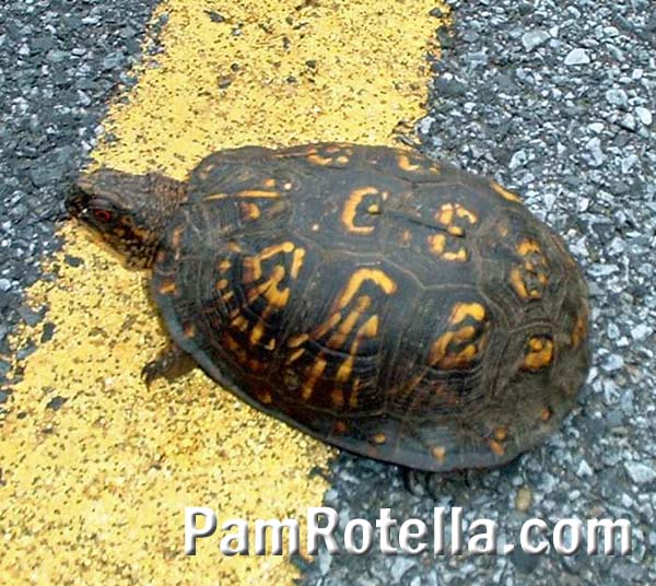 Turtle reached center of road