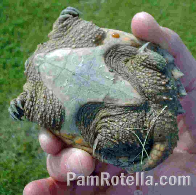 The underside of the tortoise