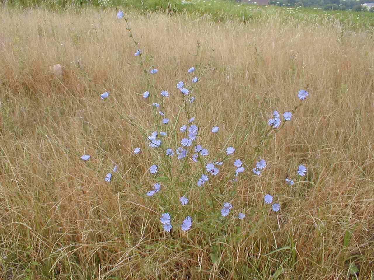 Chickory