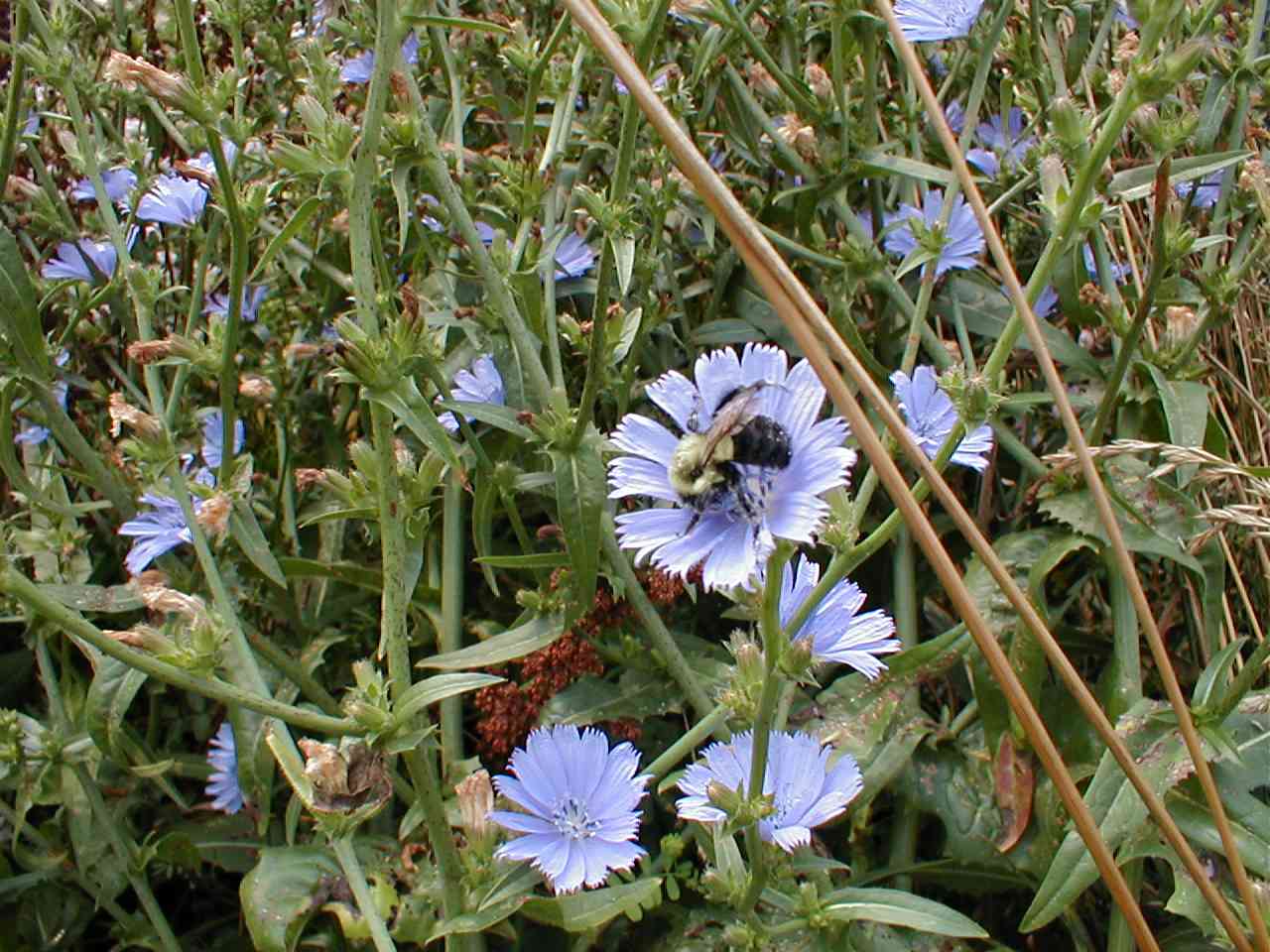 Chickory with bee