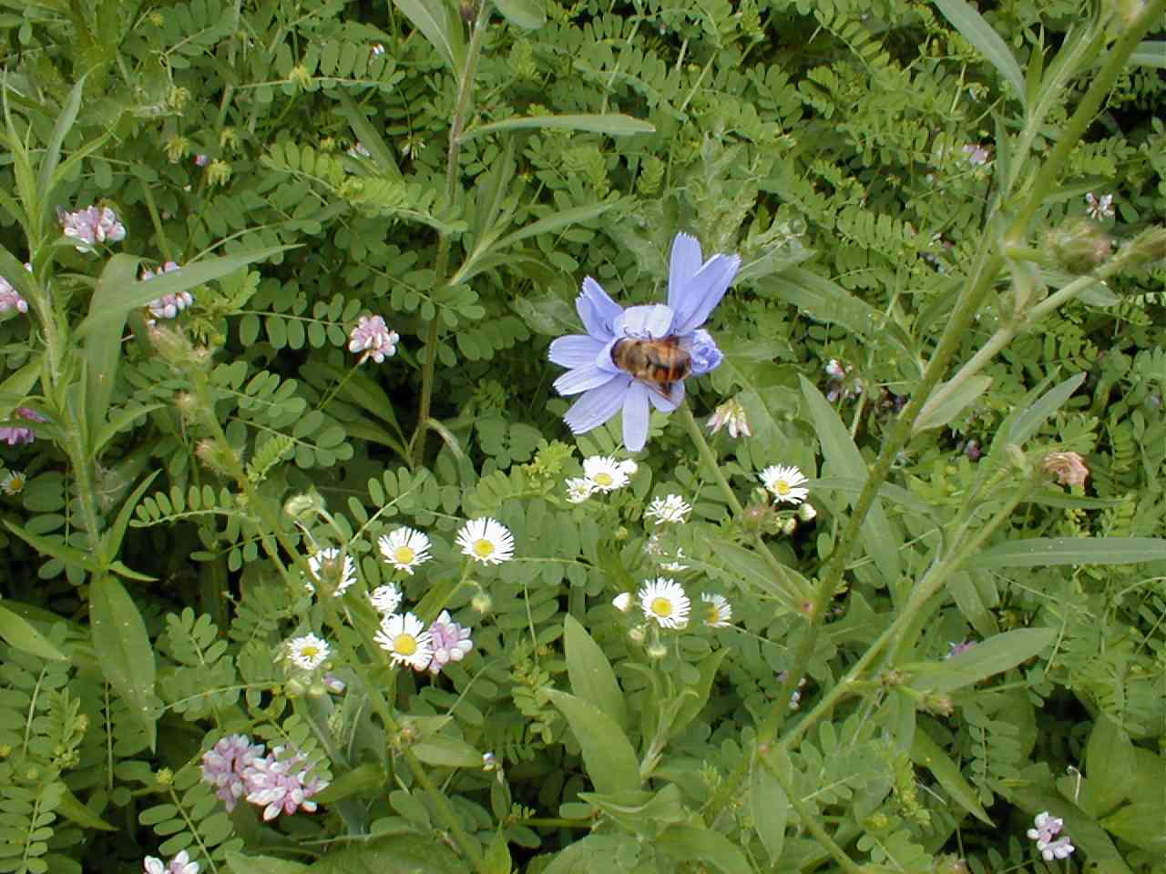 Chickory with bee