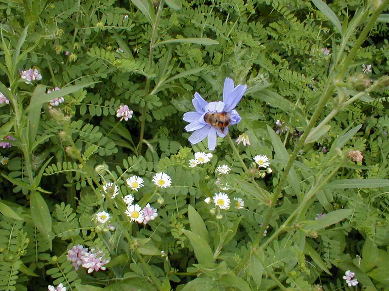 Chickory with bee