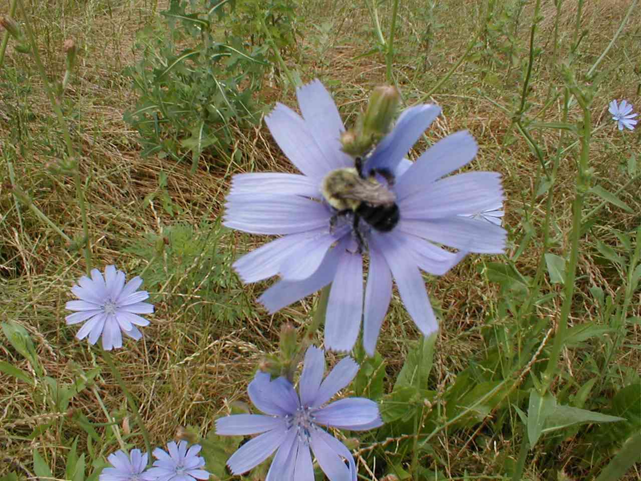 Chickory with bee