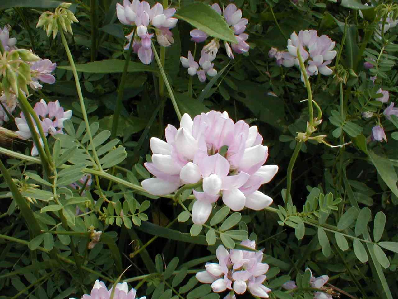 Crown Vetch