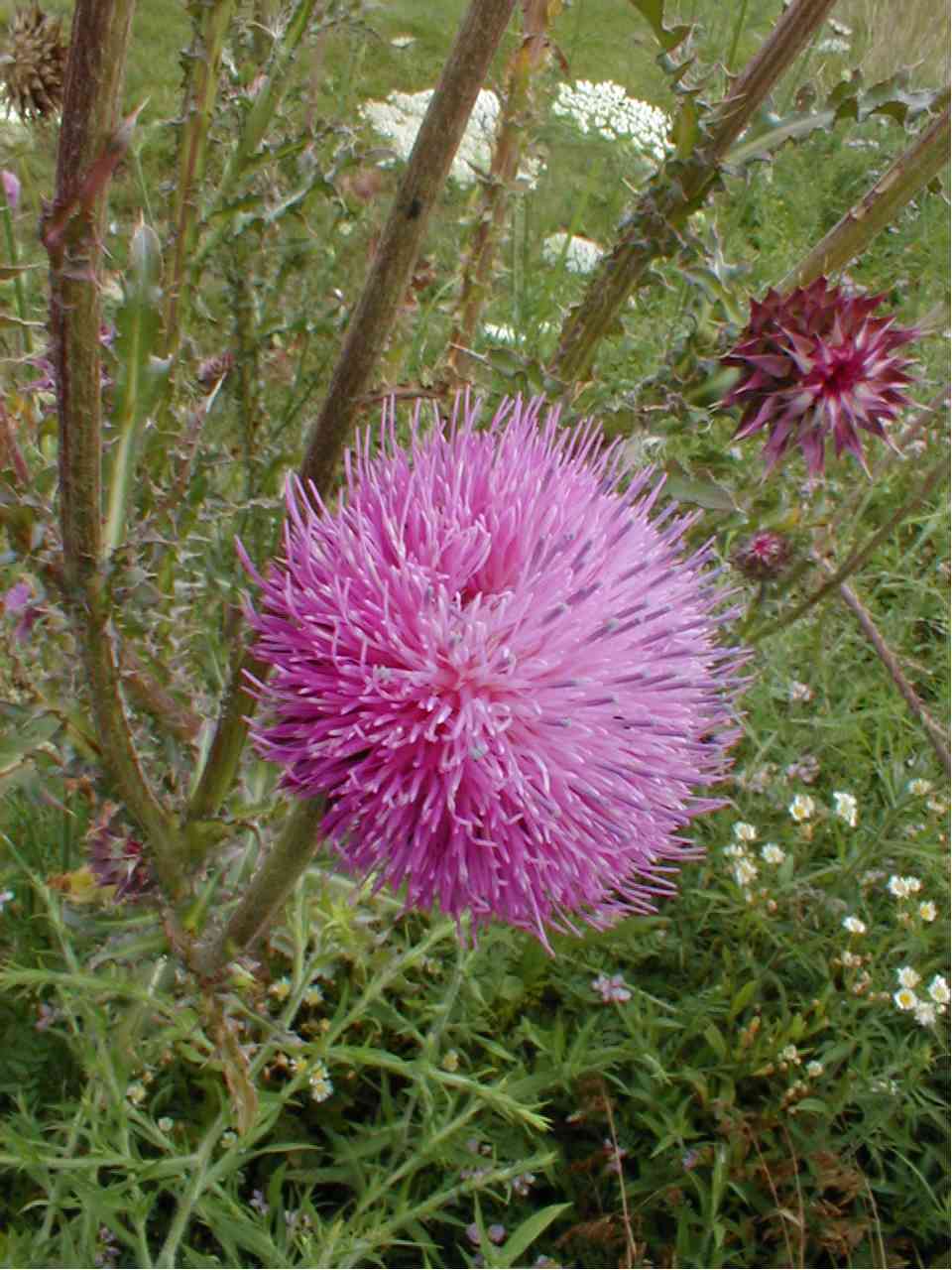 Thistle