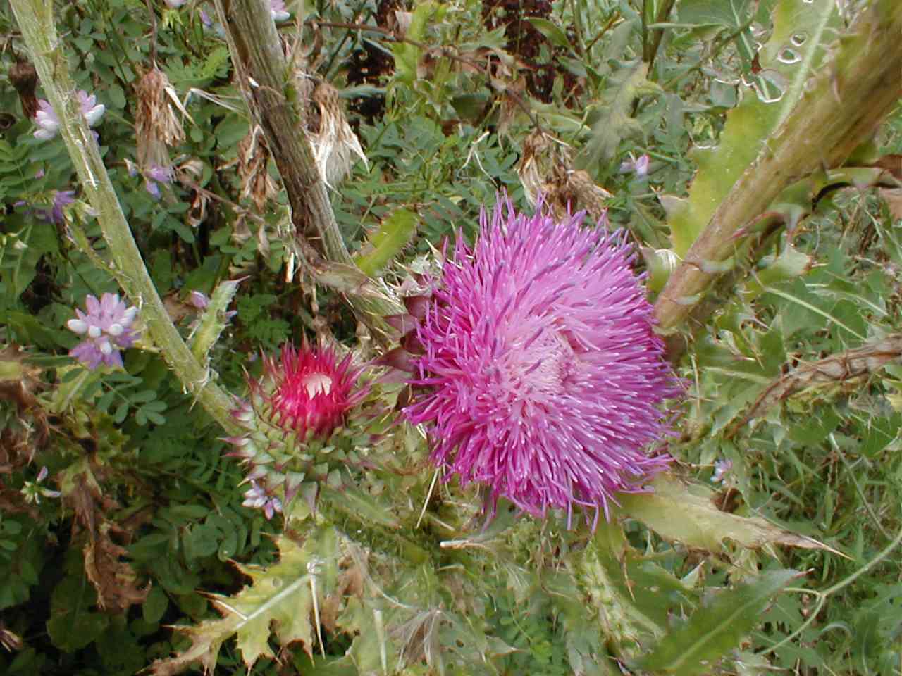 Thistle