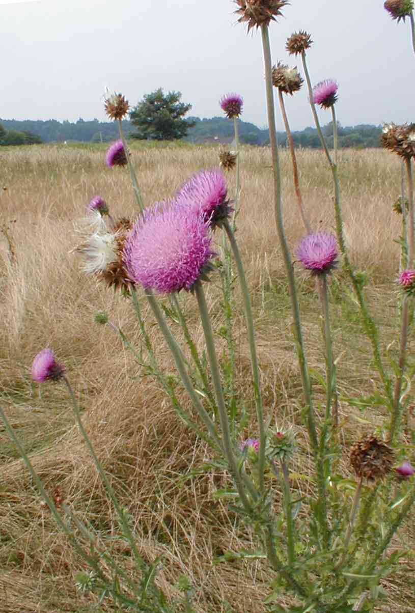 Thistle