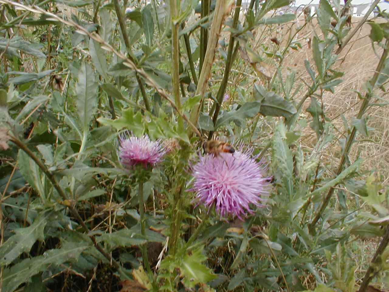 Thistle with bee