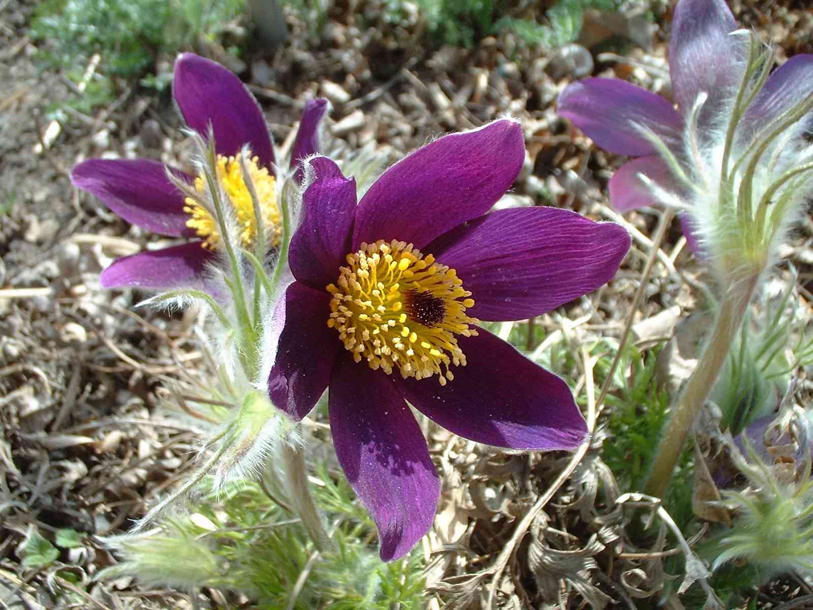 Pasque Flower