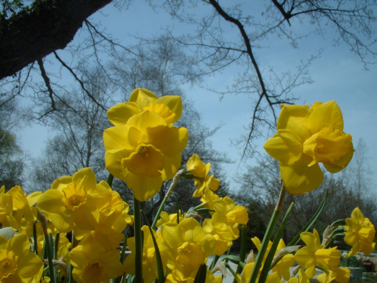 Daffodils