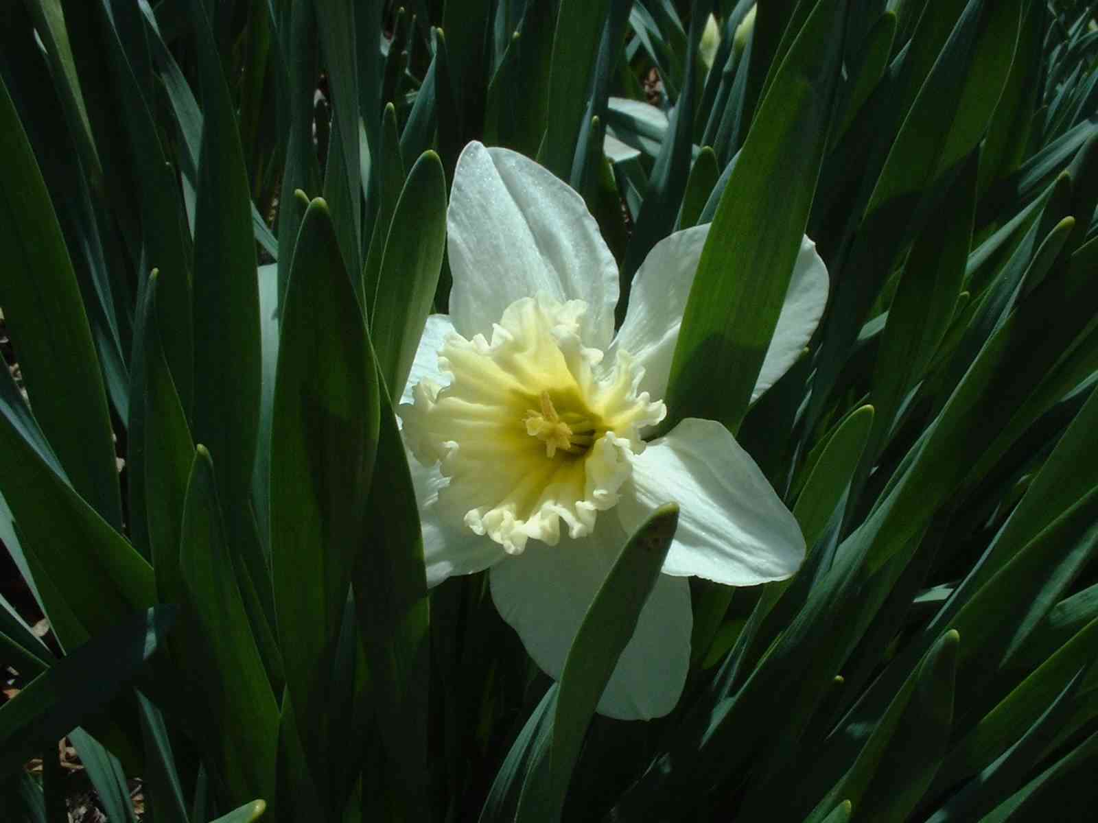 Daffodil