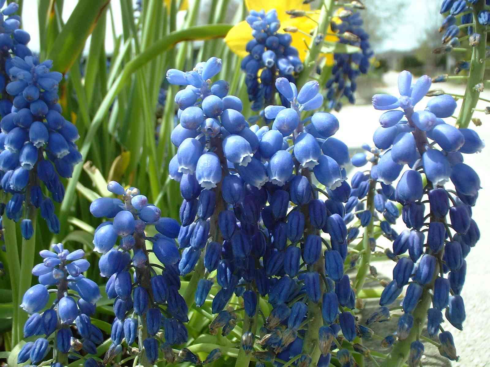 Grape Hyacinths