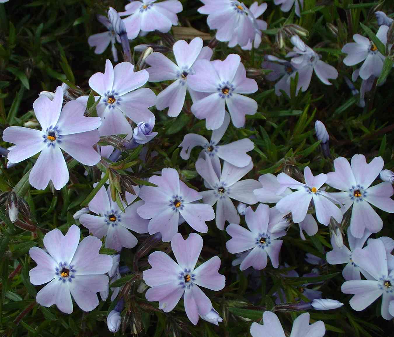 Phlox