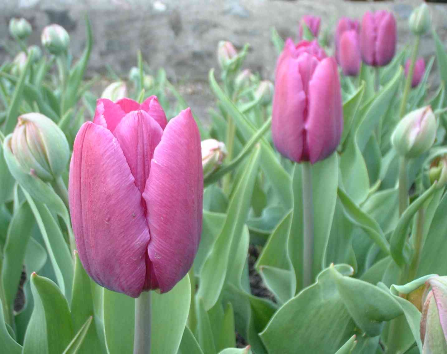 Tulips