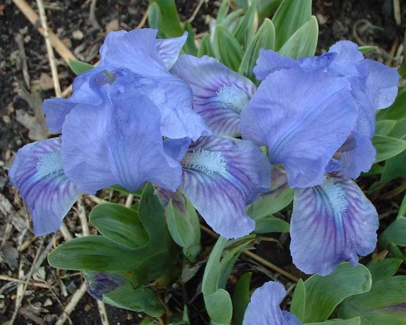 Dollhouse Irises