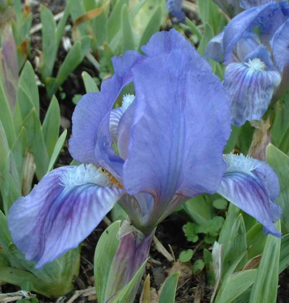 Dollhouse Irises
