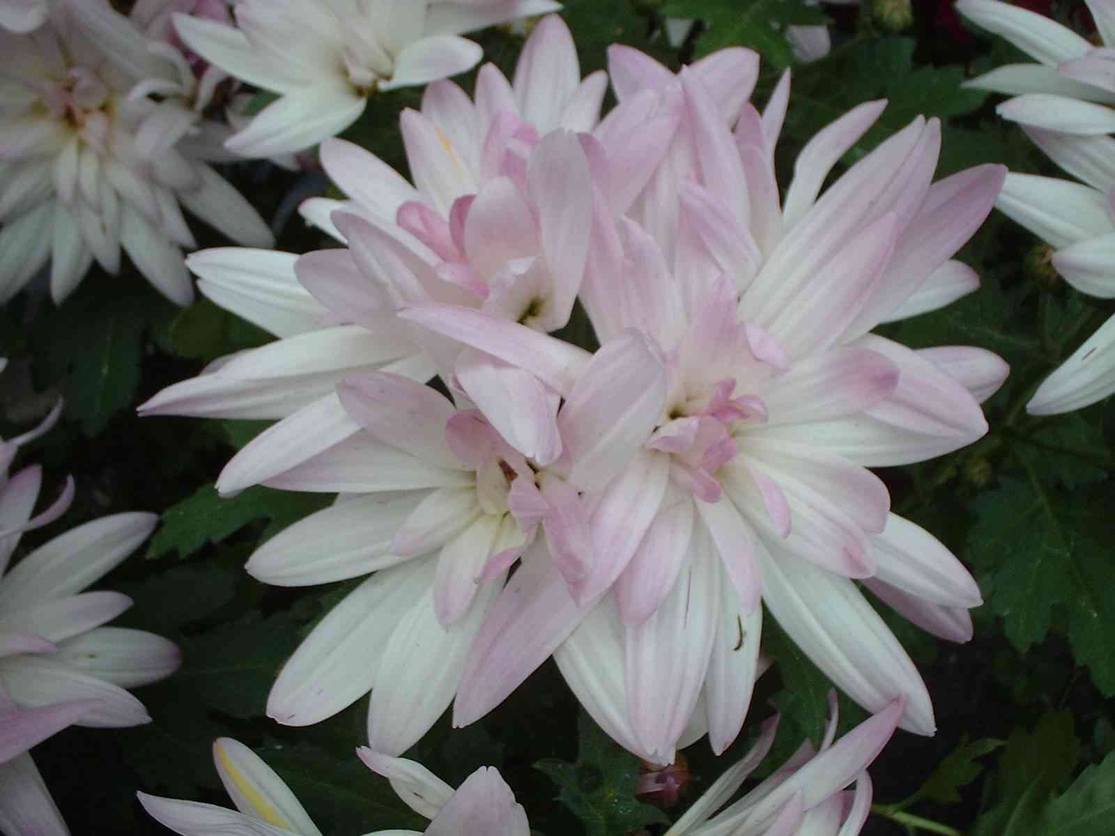 Chrysanthemums