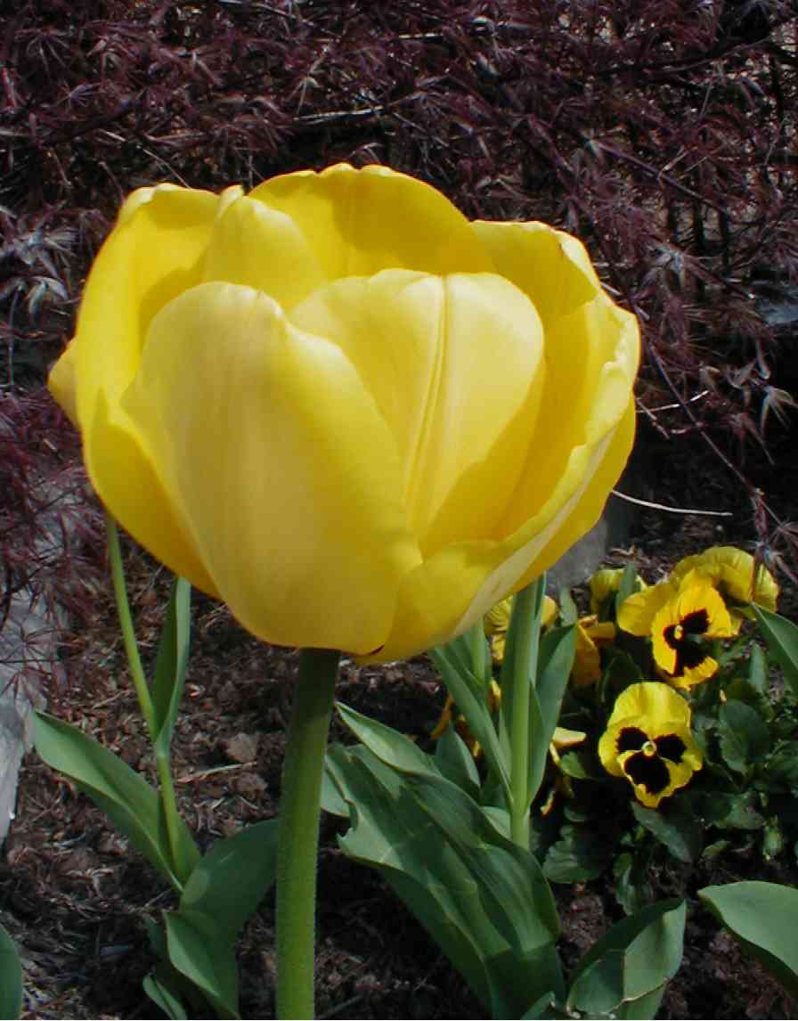 Tulip