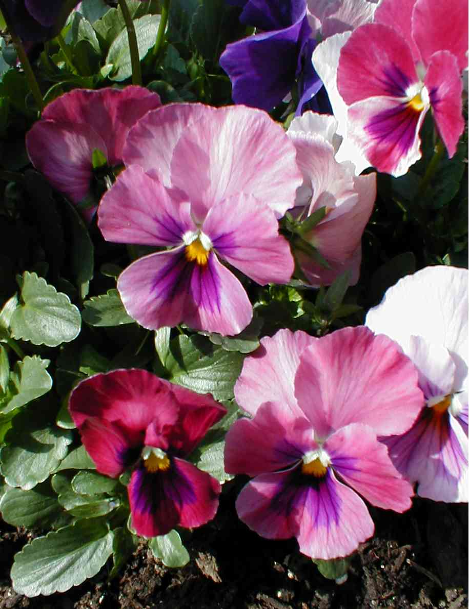 Pansies