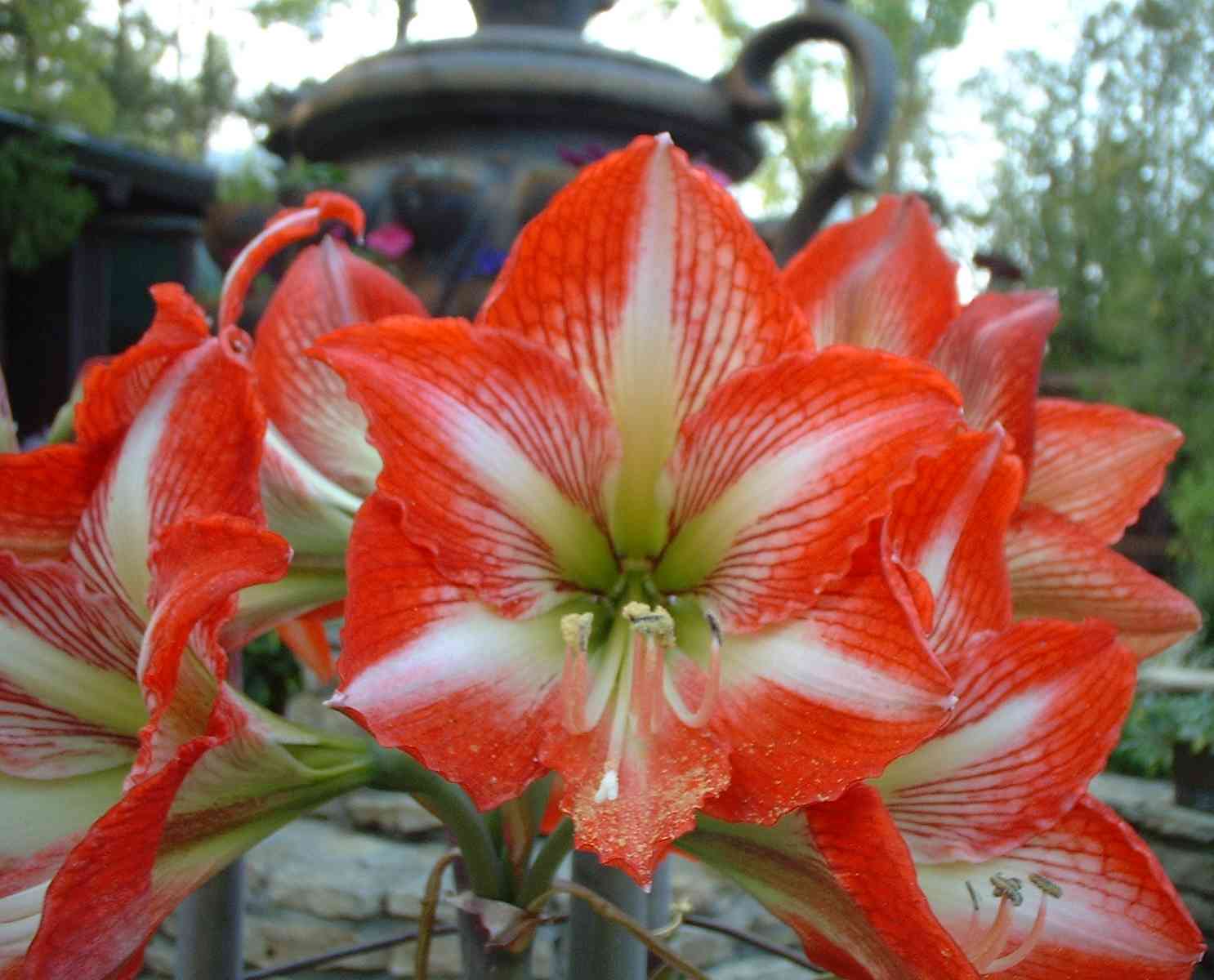 Amaryllis