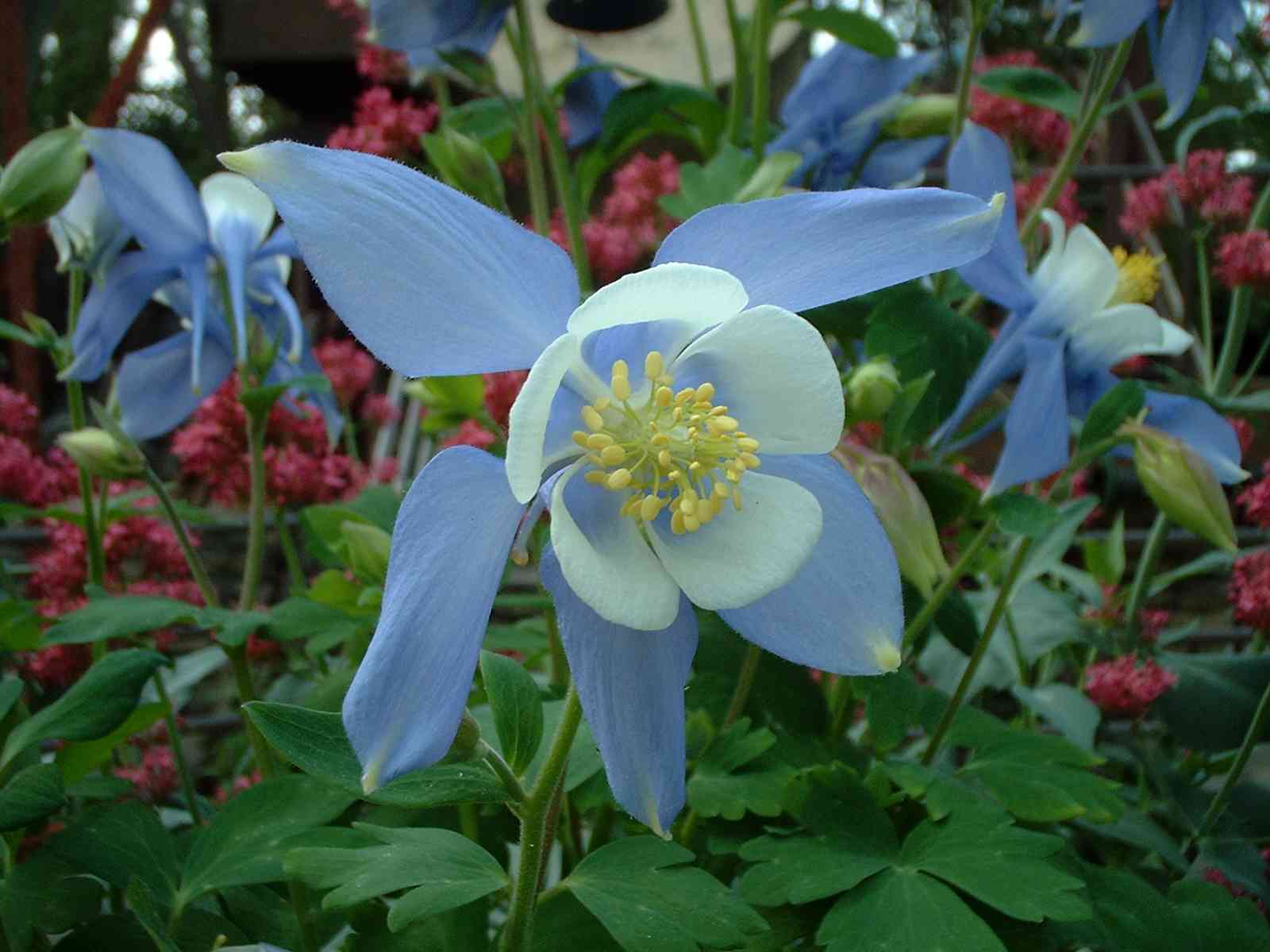 Columbine