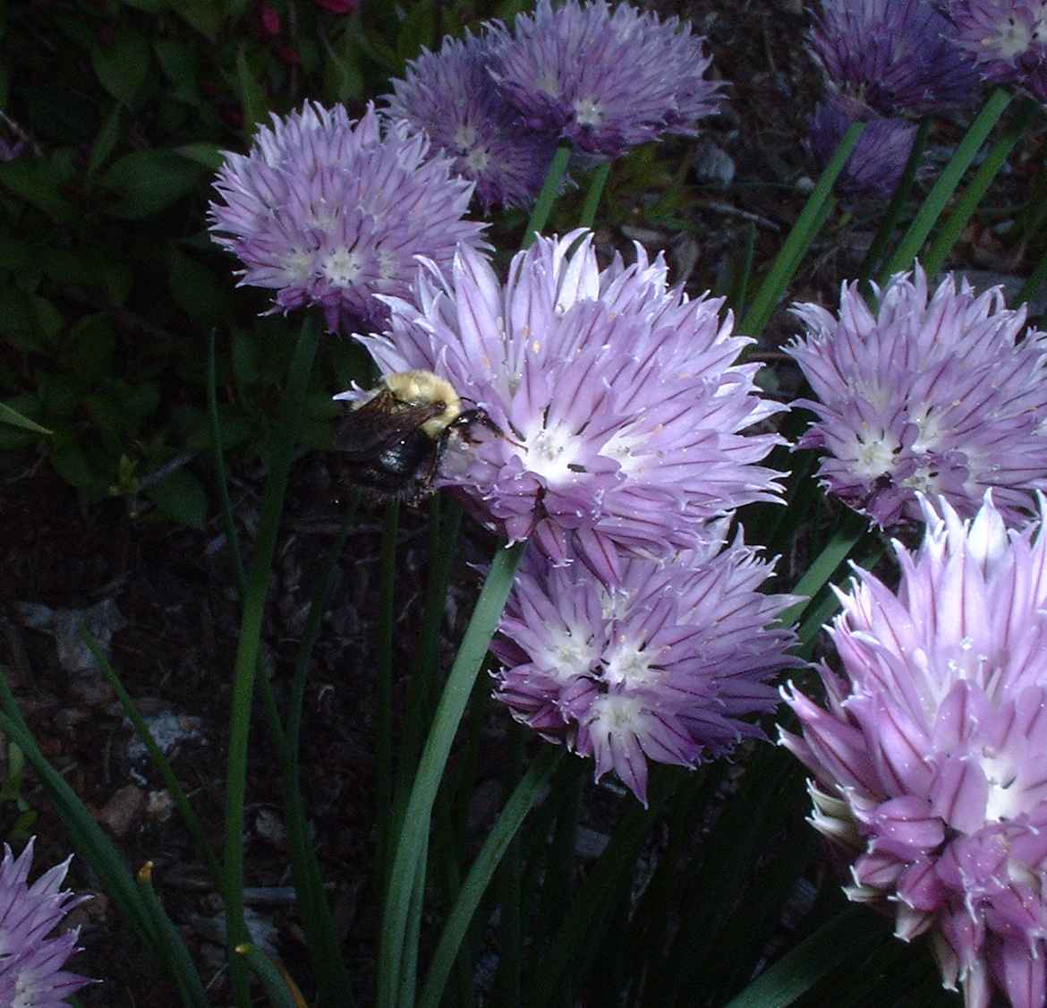 Chives with bumble bee