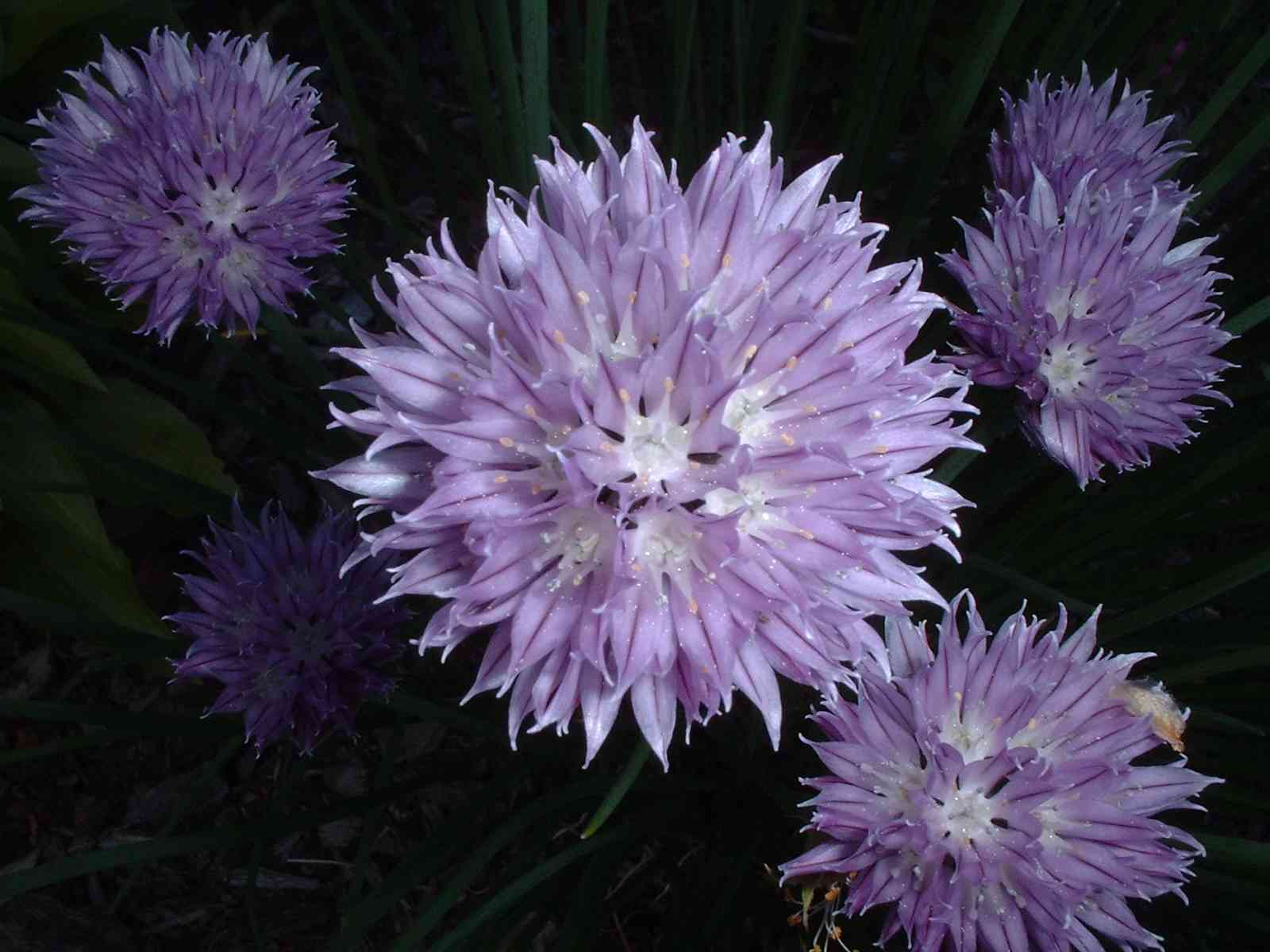 Chives