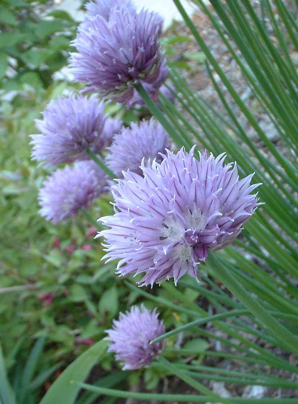 Chives