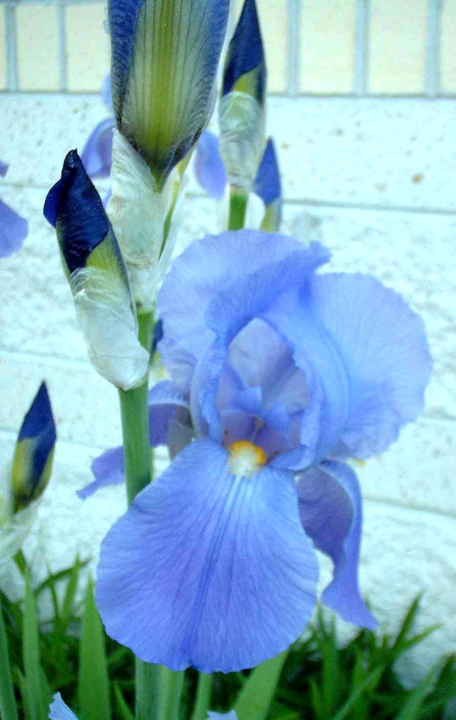 Iris