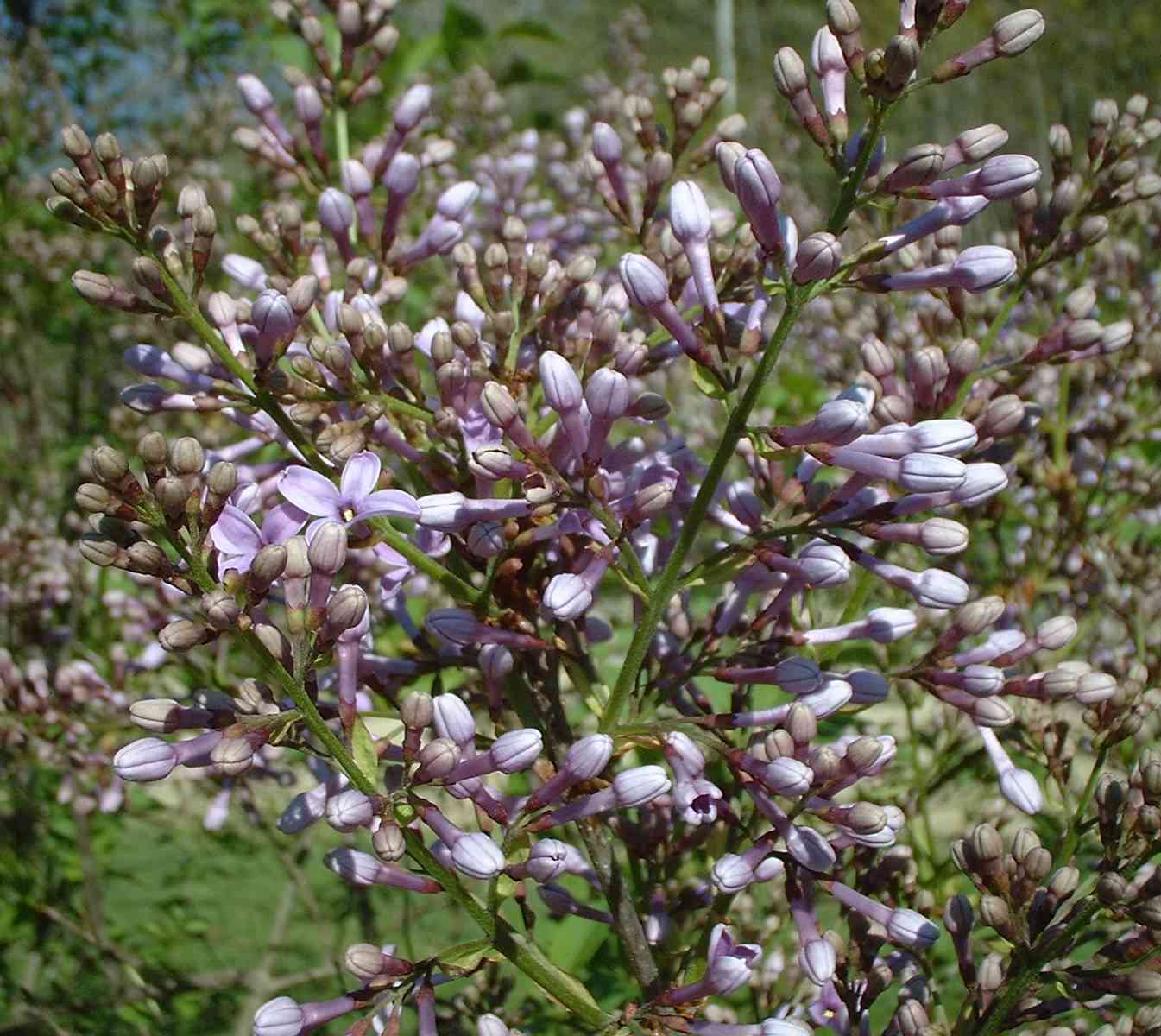 Lilacs