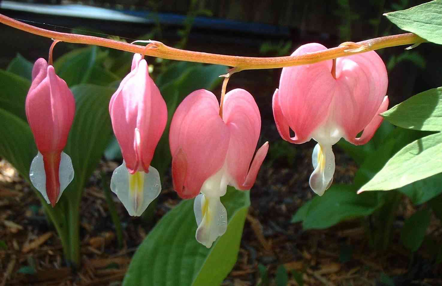 Bleeding Hearts