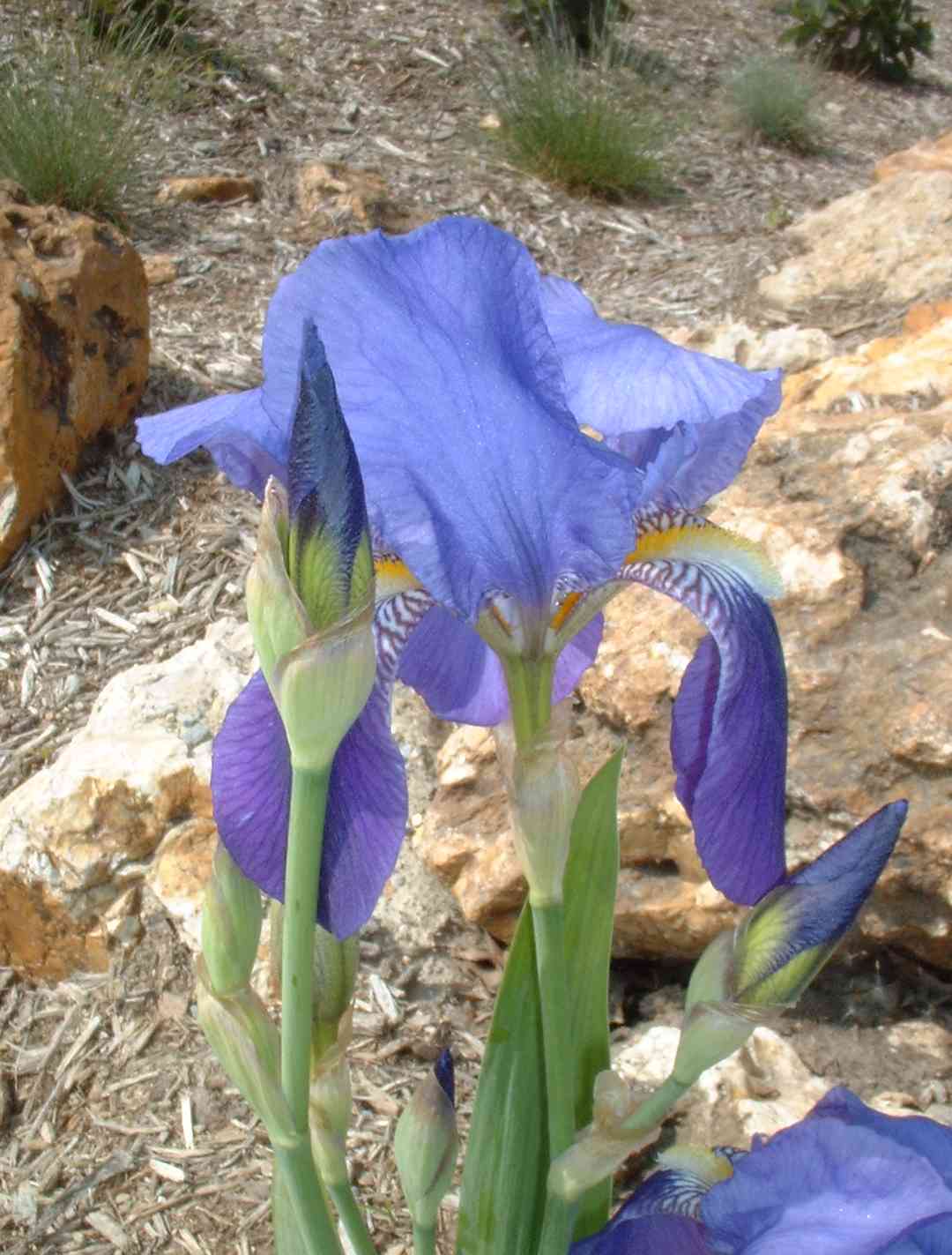 Iris