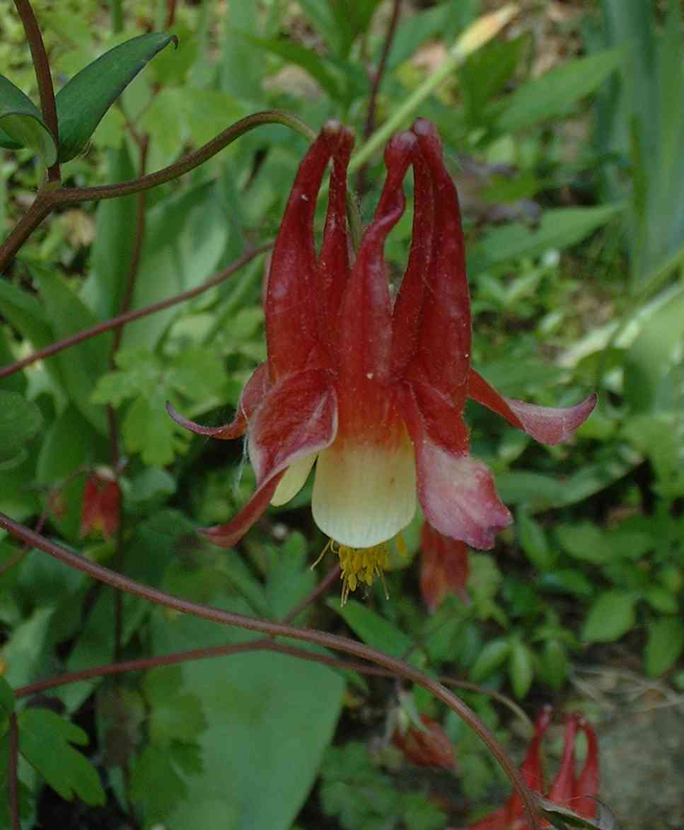 Columbine