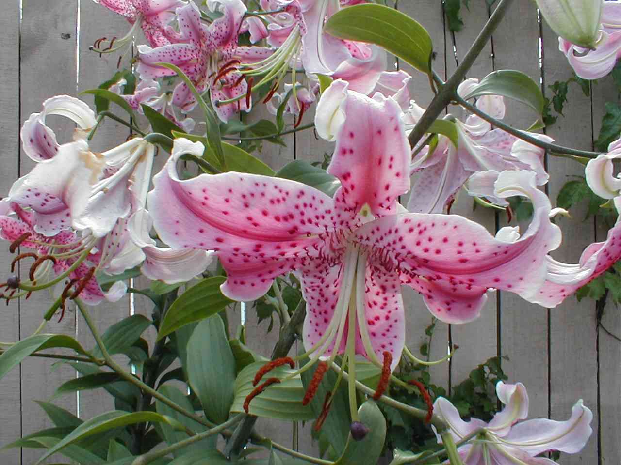 Lilies