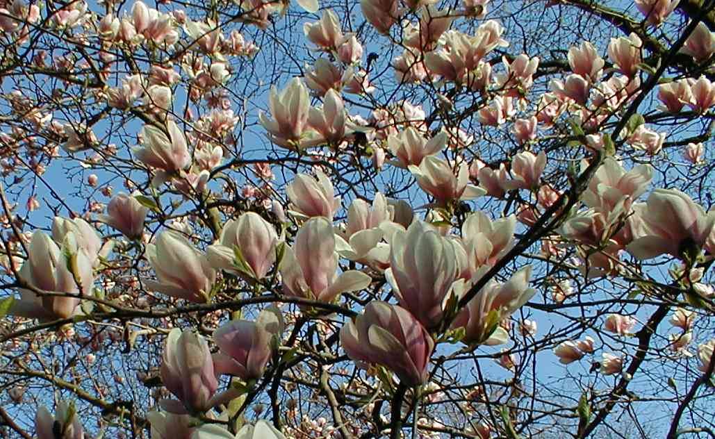 Flowering Dogwood