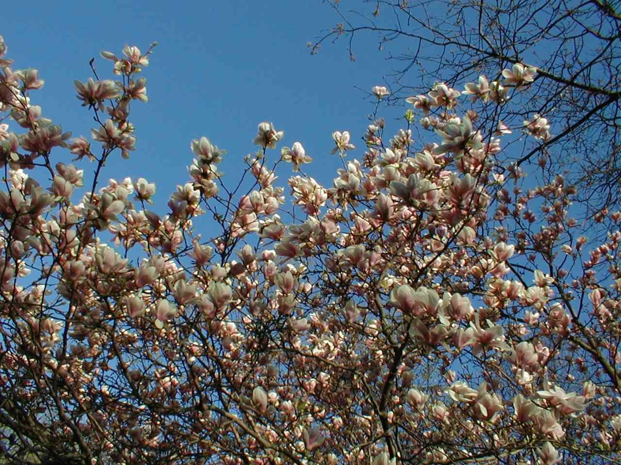 Flowering Dogwood