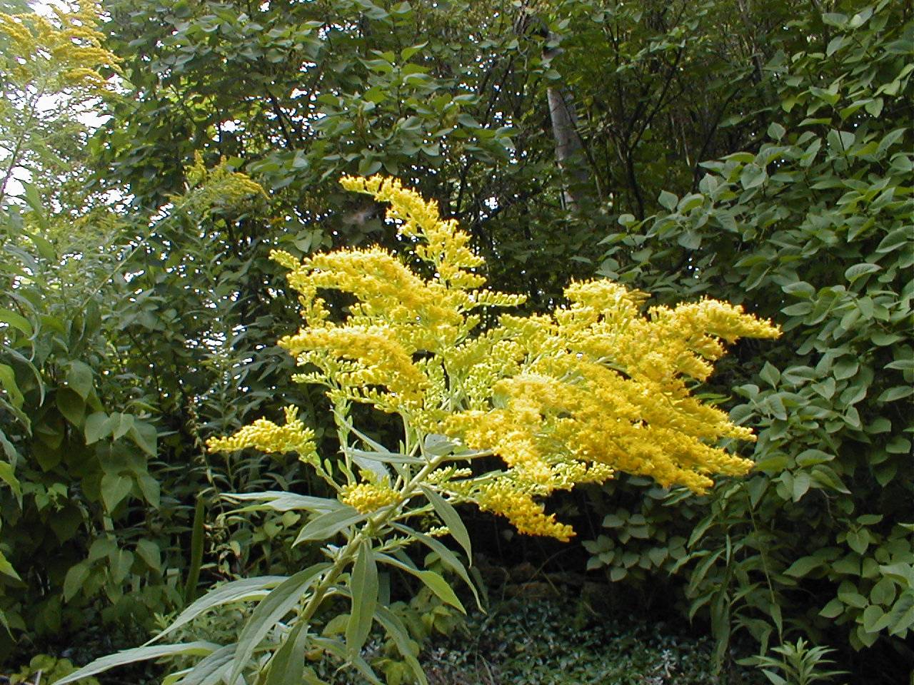 Goldenrod