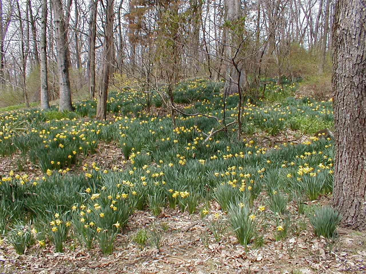 Daffodils in forest